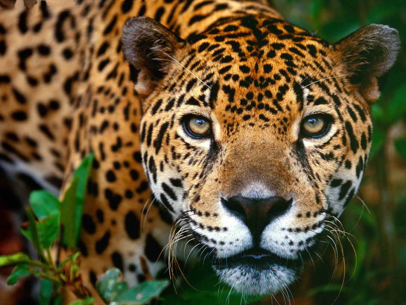 jaguarete (5)
