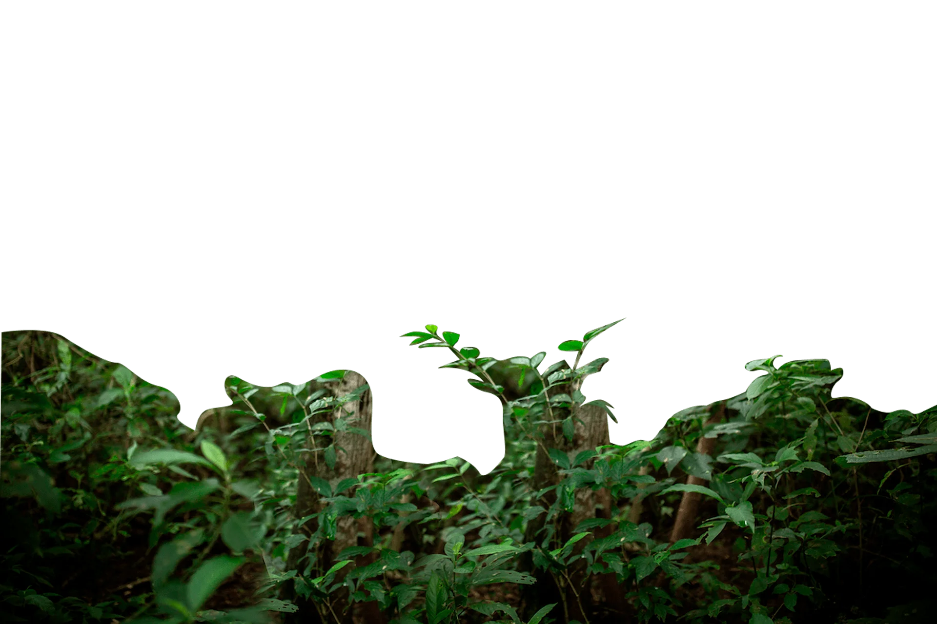fondo-3