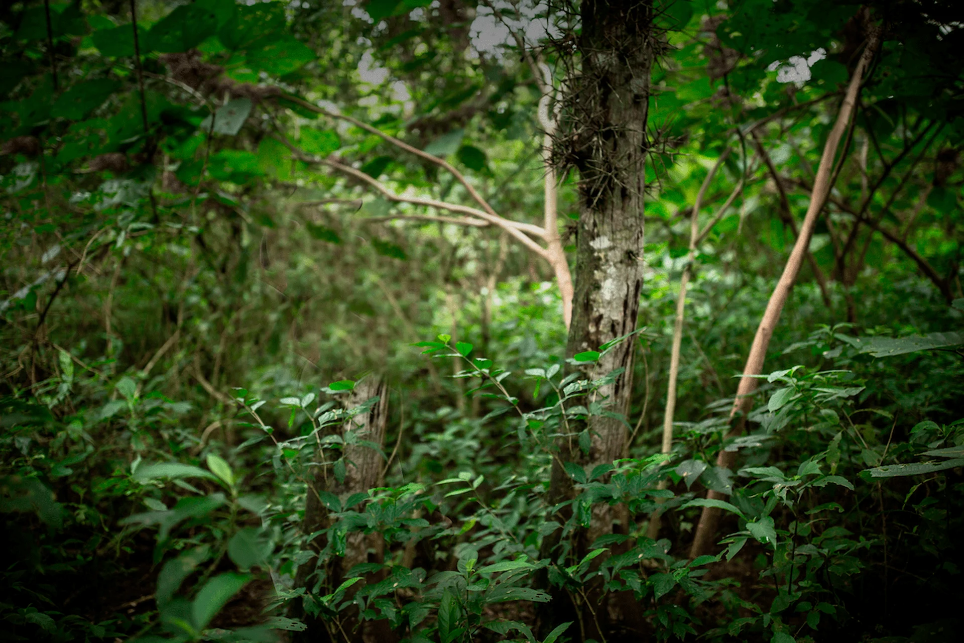 fondo-selva-1