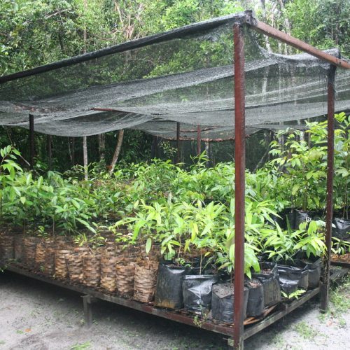 tree-nursery tree-nursery